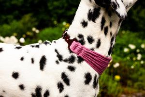 Hundehalsband aus Baumwolle und Leder