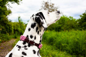 breites weiches Hundehalsband in vielen Farben Schnurenhalsband