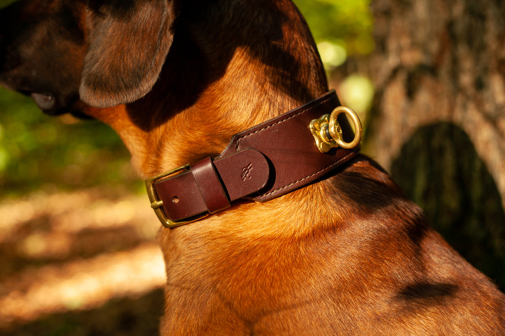chede Klassisches Luxus-Hundehalsband aus Leder, mit  Sicherheitsgurtschnalle, für große, mittelgroße und kleine Haustiere (M,  braun)