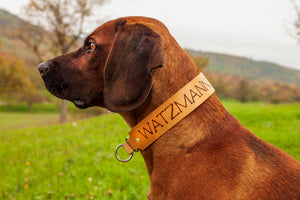 Zugstopp Halsband aus Leder breit mit Name und Telefonnummer perfekt für Jagdhunde, Jagdzubehör
