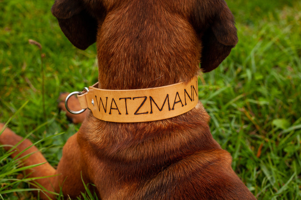 Halsband für Jagdhunde, der Bayerischer Gebirgssscheisshund Watzmann trägt das personalisierte Zugstopp Halsband aus Leder mit Name und Telefonnummer, perfektes Halsband für Jagdhunde. zugstopphalsband mit Name